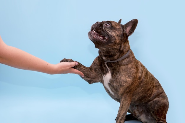 French bulldog giving a paw to the owner on a blue background