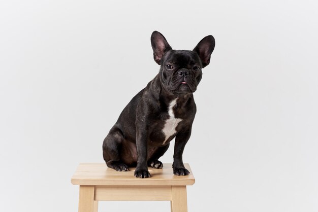 French bulldog in glasses and shirt, very smart and clever