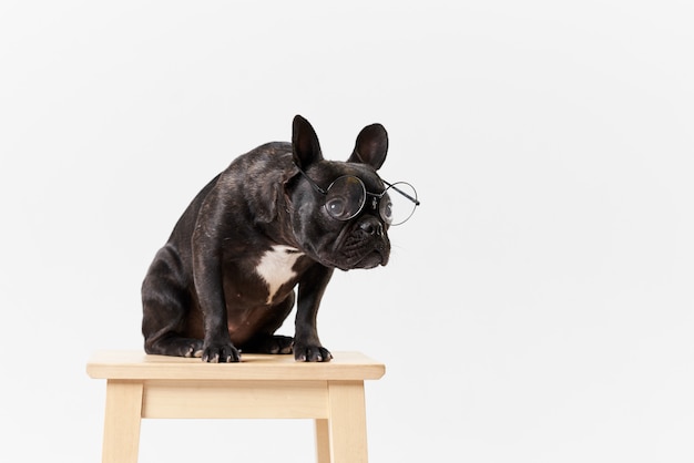 French bulldog in glasses and shirt, very smart and clever