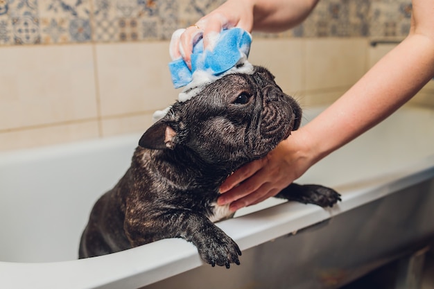 French bulldog at grooming salon having bath.