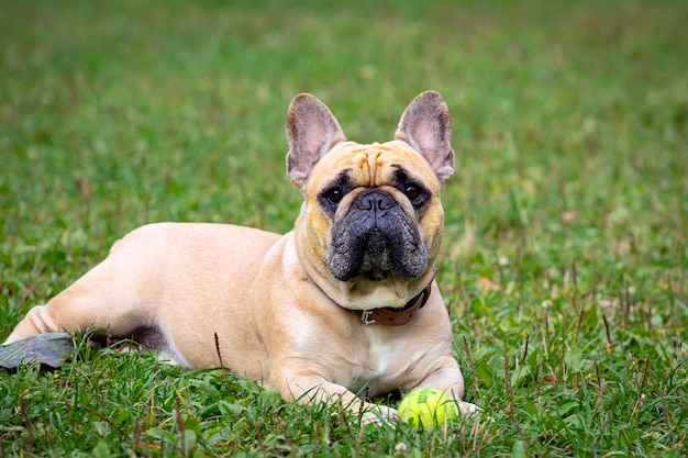 A French bulldog is playing with a ball on the grass.....