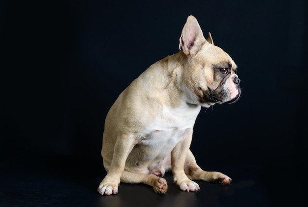 French Bulldog is sitting on black background