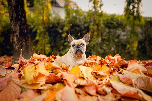 French Bulldog Is Sitting On Dry Leaves Looking At Camera Against Blur green Bokeh Background.