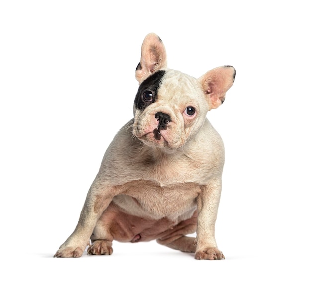 French Bulldog isolated on white