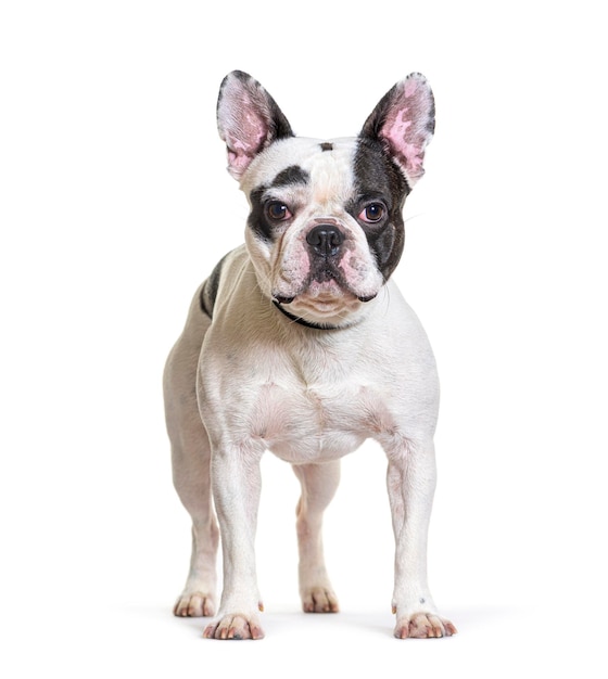 French Bulldog isolated on white