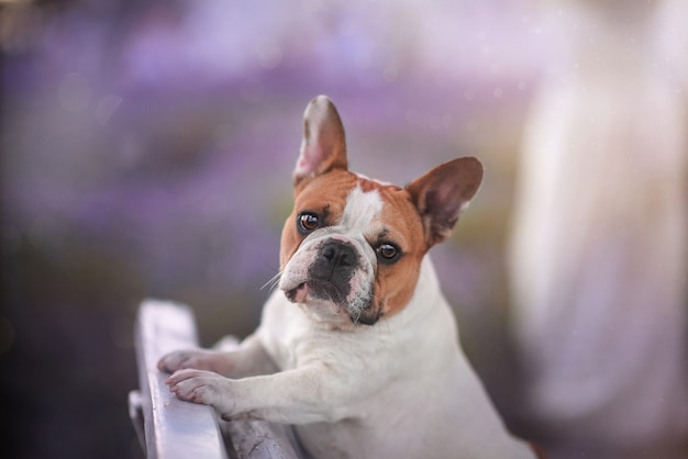 French bulldog in lavender