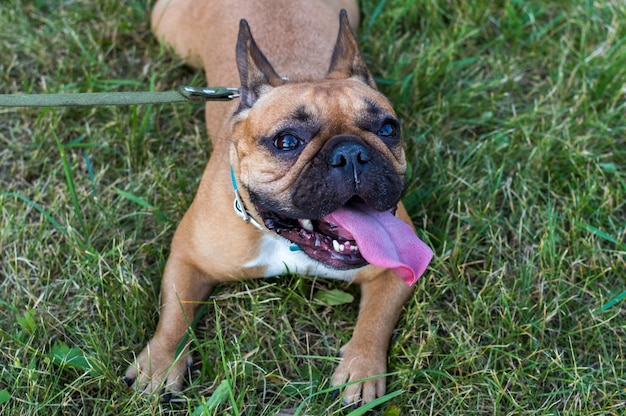 French Bulldog lies on green grass with his tongue out