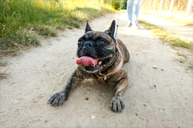 French bulldog lies on the trail with his tongue out on a hot day