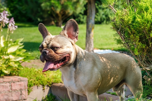 French bulldog looking serious while standing outside in the park