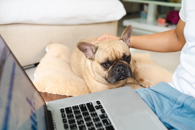 French bulldog lying on pillow looking to laptop on man's lap