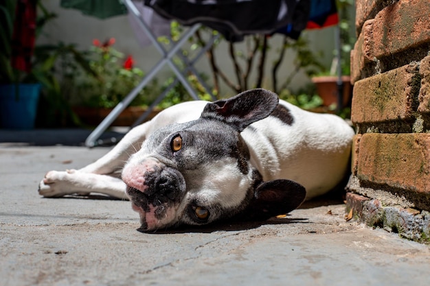 French bulldog lying in the sun in the backyard of a house