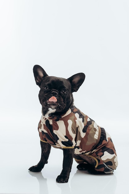 French bulldog in military uniform on a white background