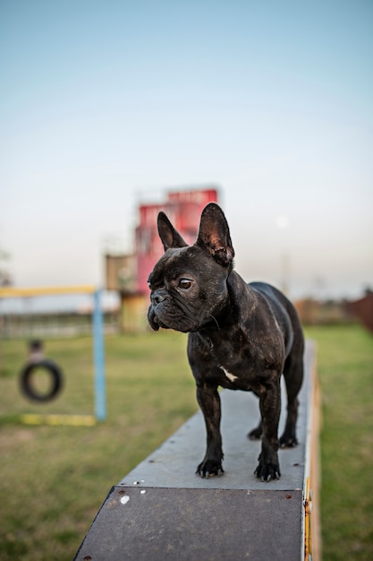 French bulldog in outdoor dog gym