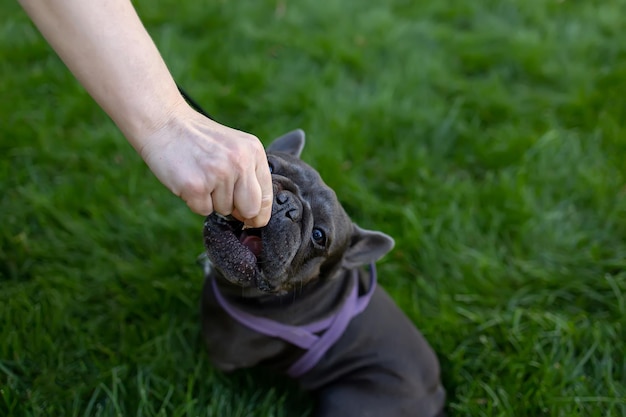 The french bulldog in the park raised his head and carefully bites off a piece of food that the owner of the dog gives him