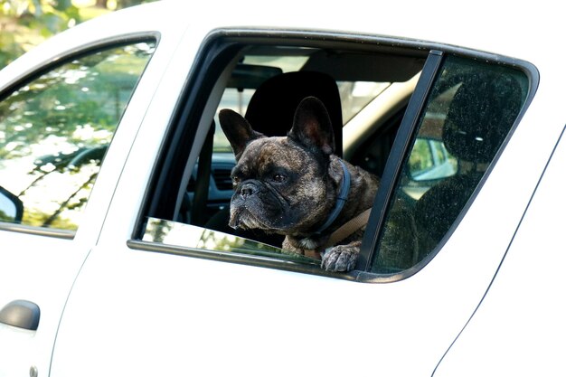 French bulldog peeking out the window of a white car travel content