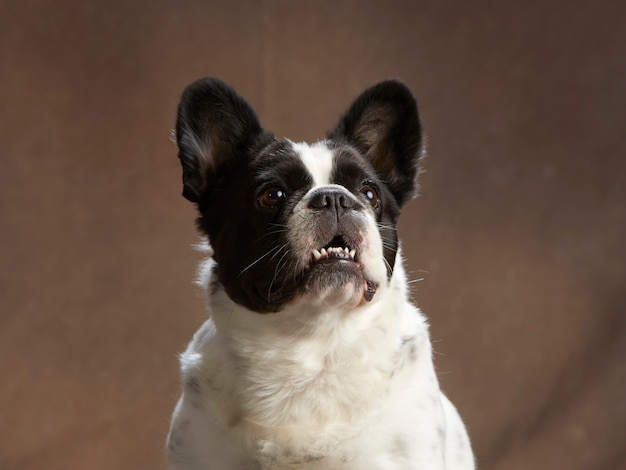 French bulldog portrait