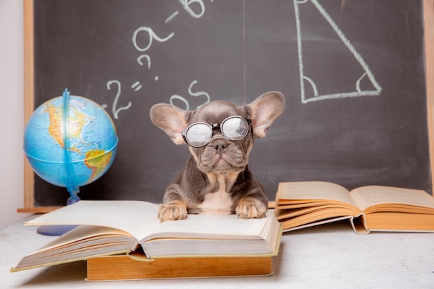 A French bulldog puppy on the background of a blackboard with glasses and books