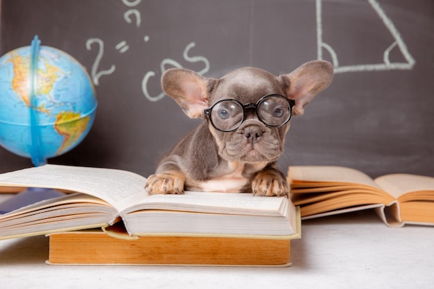 A French bulldog puppy on the background of a blackboard with glasses and books