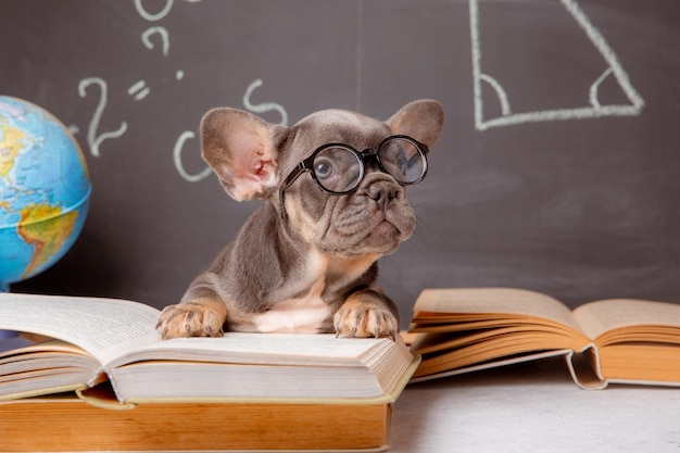 A French bulldog puppy on the background of a blackboard with glasses and books