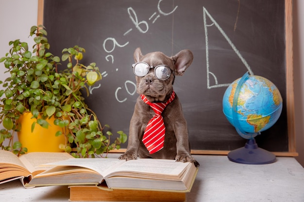 A French bulldog puppy on the background of a blackboard with glasses and books