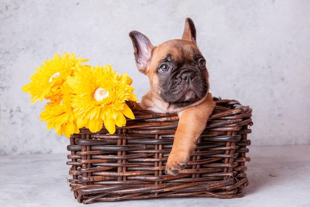 A french bulldog puppy in a basket