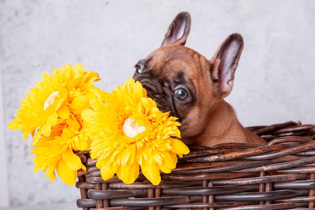 A french bulldog puppy in a basket