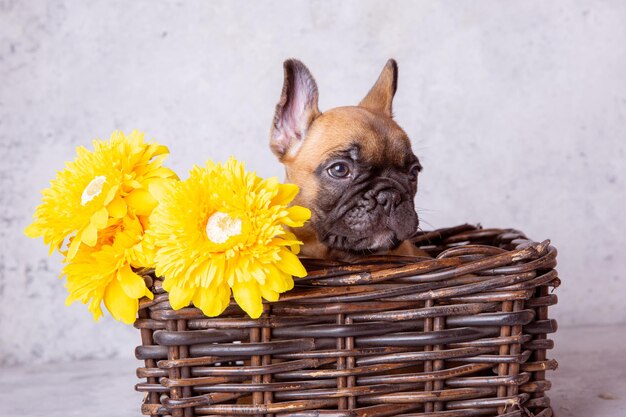 A french bulldog puppy in a basket