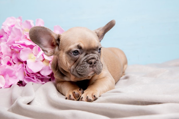 A French bulldog puppy on a blue background with a bouquet of spring flowers