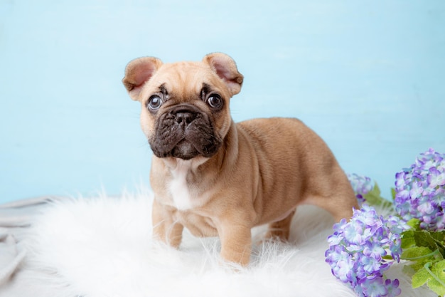 A French bulldog puppy on a blue background