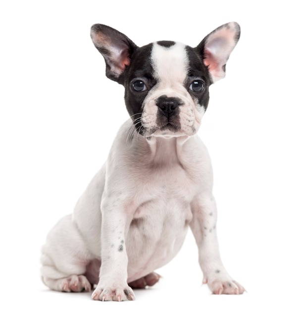 French Bulldog puppy sitting and looking at the camera isolated on white