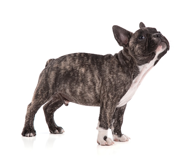 French bulldog puppy standing on white room