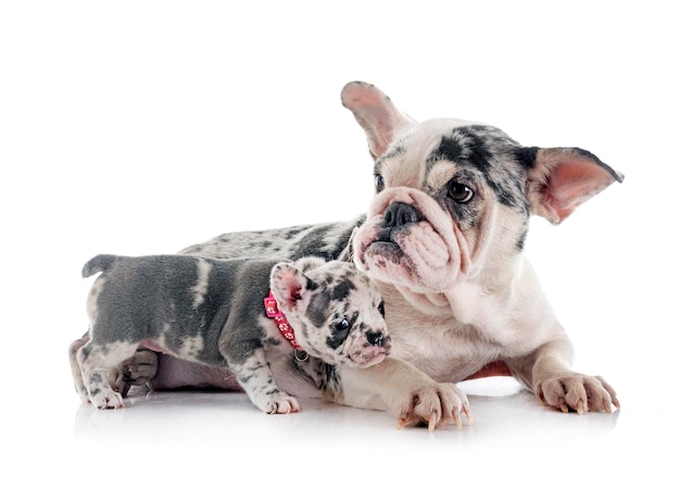 French bulldog and puppy in studio