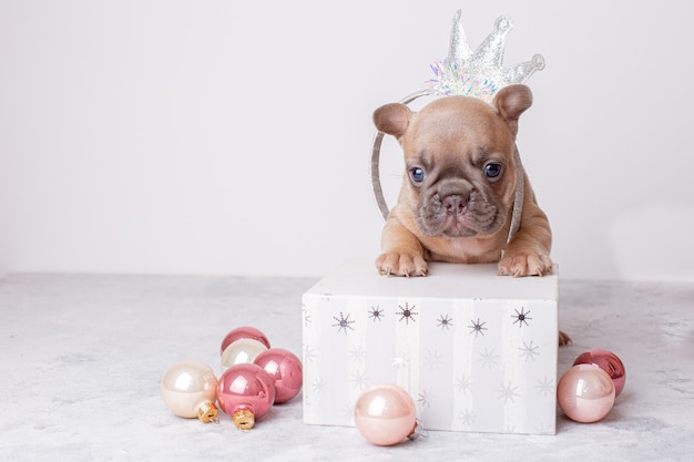 a French bulldog puppy with Christmas tree toys and a gift box on a gray background