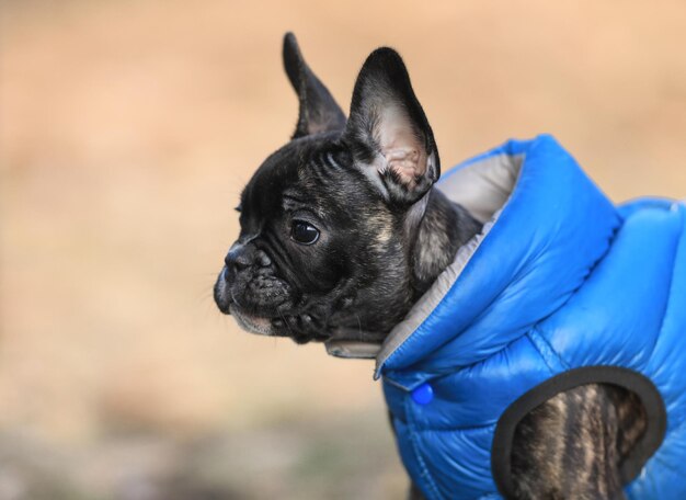 french bulldog purebred dog for a walk