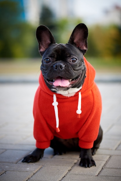 French Bulldog in a red hoody on a walk.