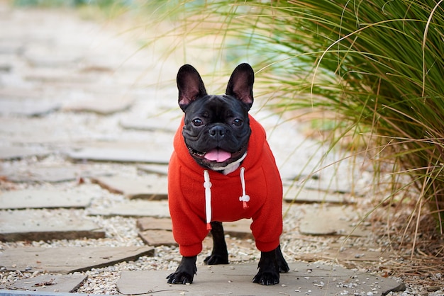 French Bulldog in a red hoody on a walk.