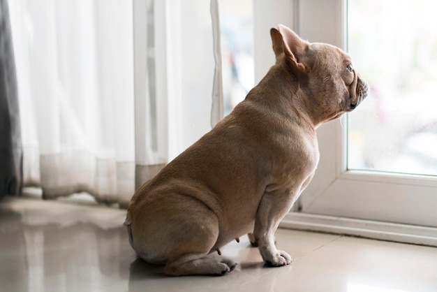 French bulldog sit and looking outside