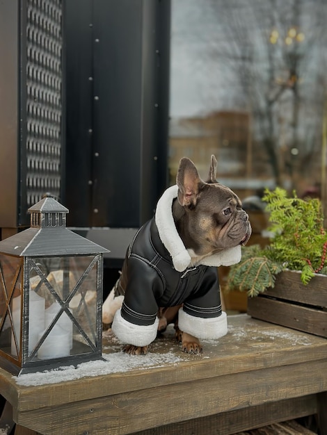 French bulldog siting in a winter jacket Dog on a winter walk Bulldog posing in a black sheepskin coat with white fur Warm clothes for dogs