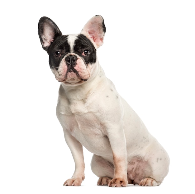 French Bulldog, sitting and facing, isolated on