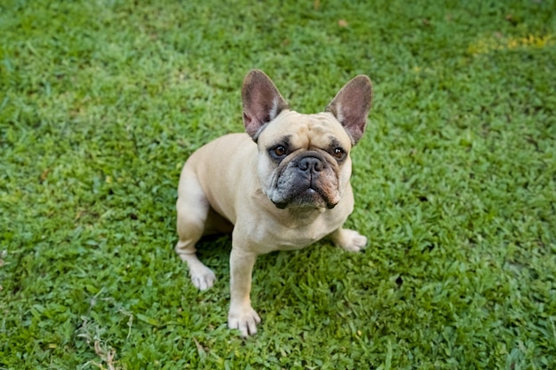 French bulldog sitting on grass in the garden