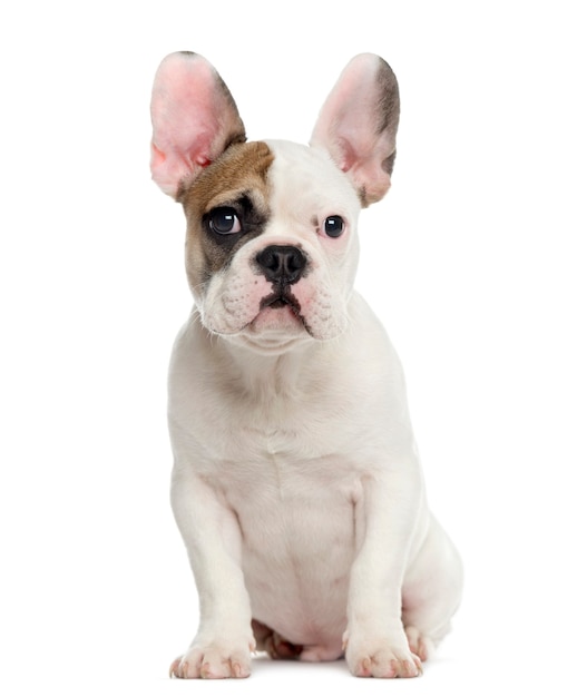 French bulldog sitting and looking at the camera isolated on white