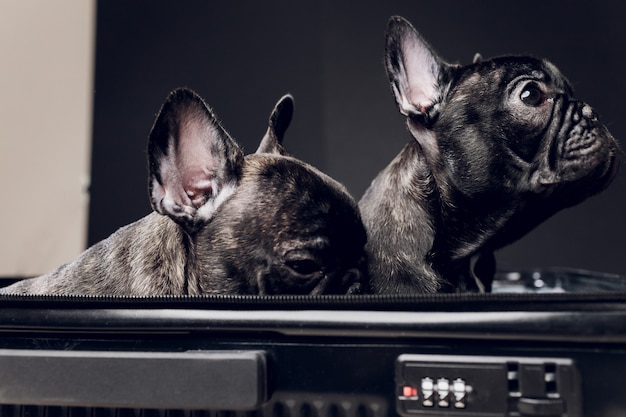 French bulldog sitting on the luggage ready for travel.