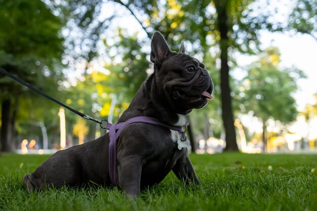 French bulldog sitting in the park at sunset