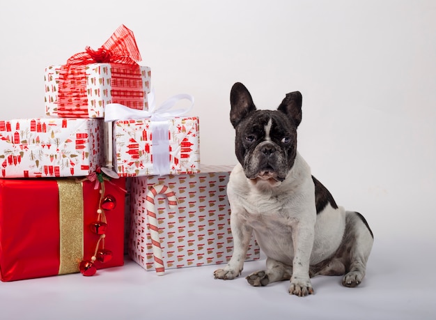 French bulldog sitting with christmas gift boxes