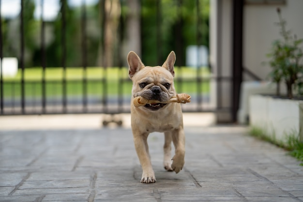 French bulldog and snacks