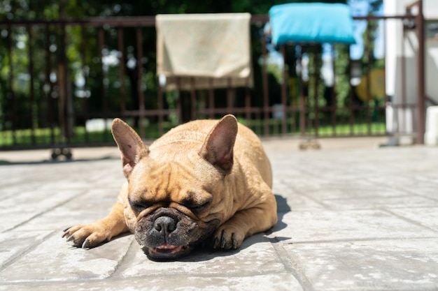 French bulldog sunbath on the ground in the garden.