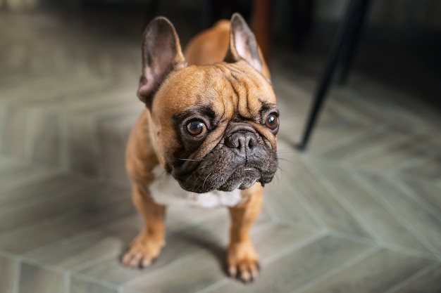 French bulldog suspiciously looking at camera. Indoor, top view, pet concept, close up