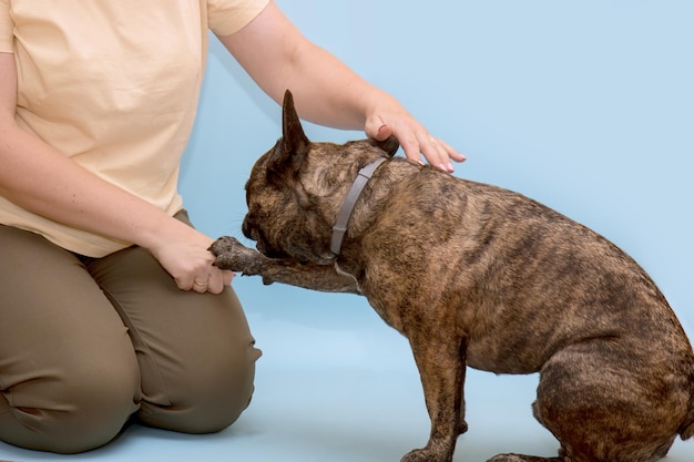 French bulldog touches his owner with his paw communication with the dog