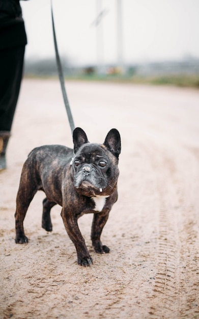 french bulldog walking in winter