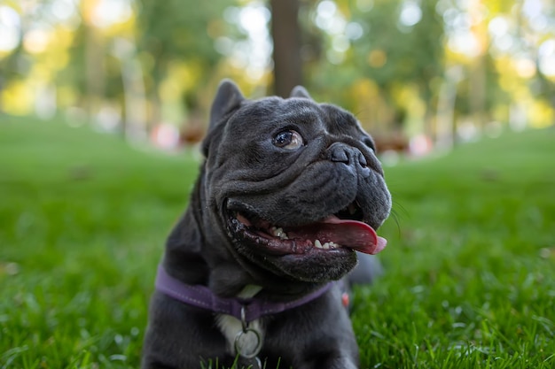 French bulldog who opened his mouth and stuck out his tongue and panting after a walk in the park